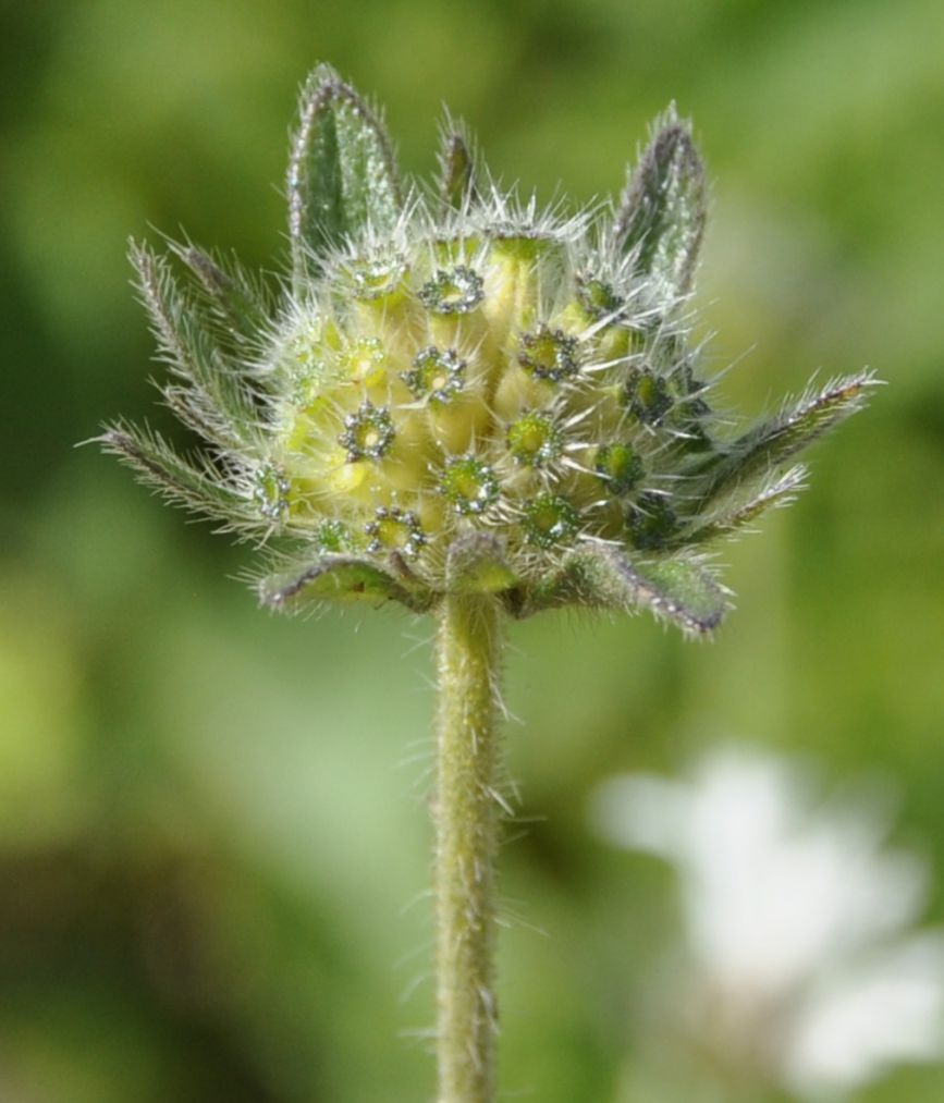 Изображение особи Knautia ambigua.