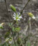 Cerastium holosteoides. Соцветие с цветком и завязавшимися плодами. Крым, окр. Судака, южные отроги горы Перчем, русло временного водотока. 18 мая 2017 г.