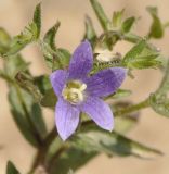 Campanula scutellata