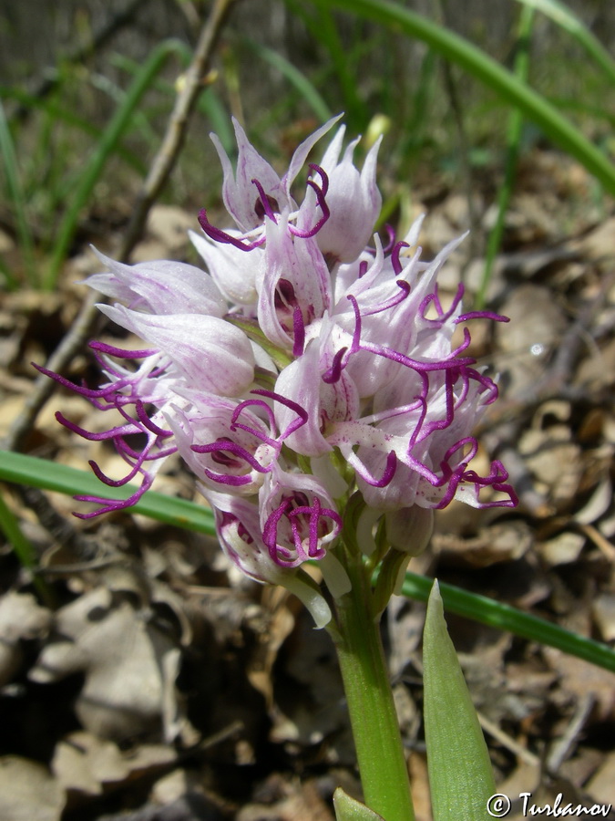 Image of Orchis simia specimen.