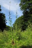 Sonchus palustris. Цветущие растения. Краснодарский край, м/о г. Новороссийск, ущ. Щель Мардакова, разнотравный луг на опушке леса вблизи горного ручья. 08.07.2017.