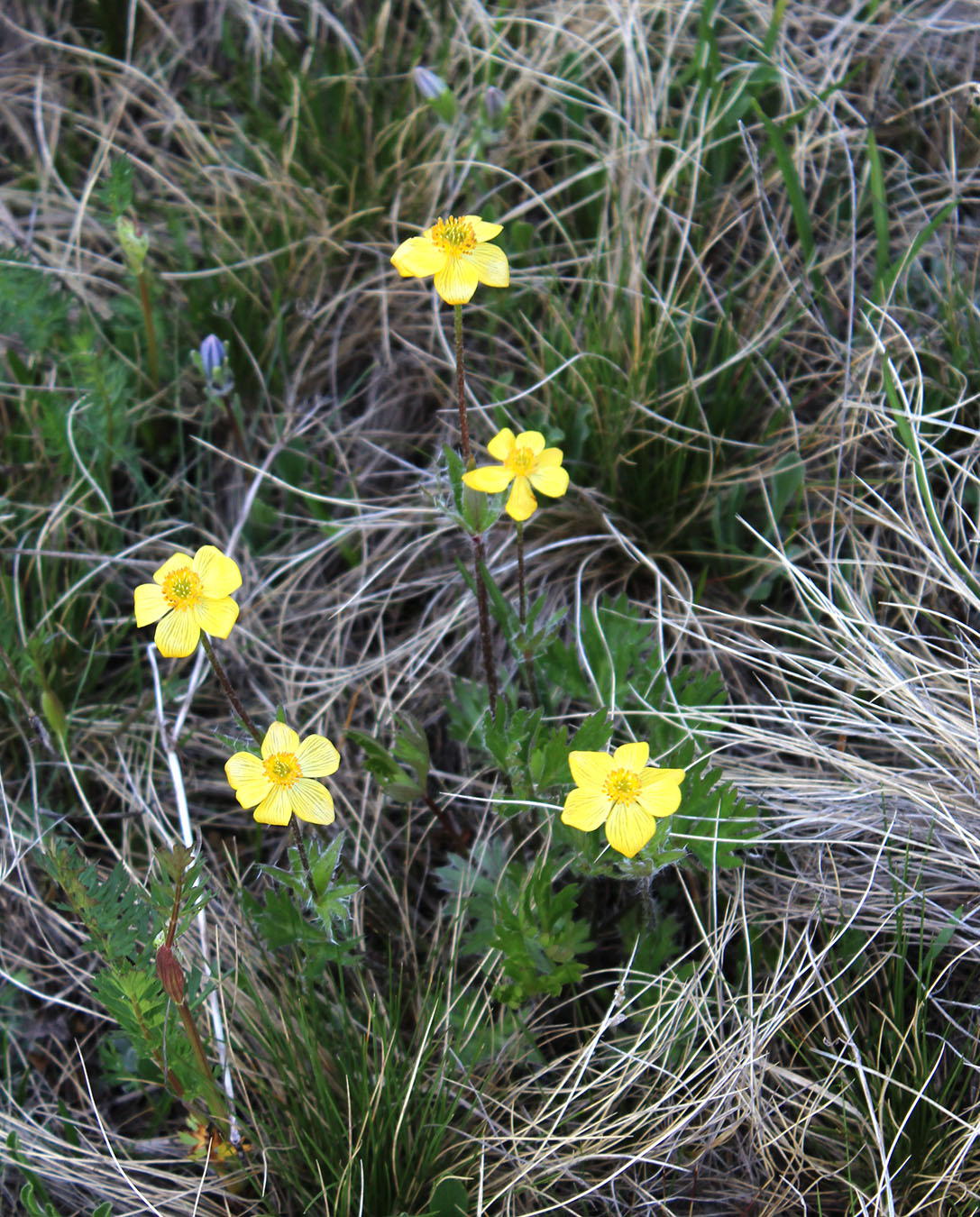 Image of Anemonastrum speciosum specimen.