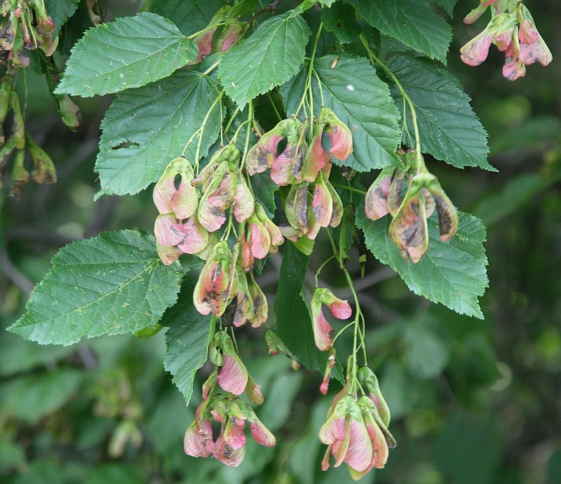 Image of Acer tataricum specimen.