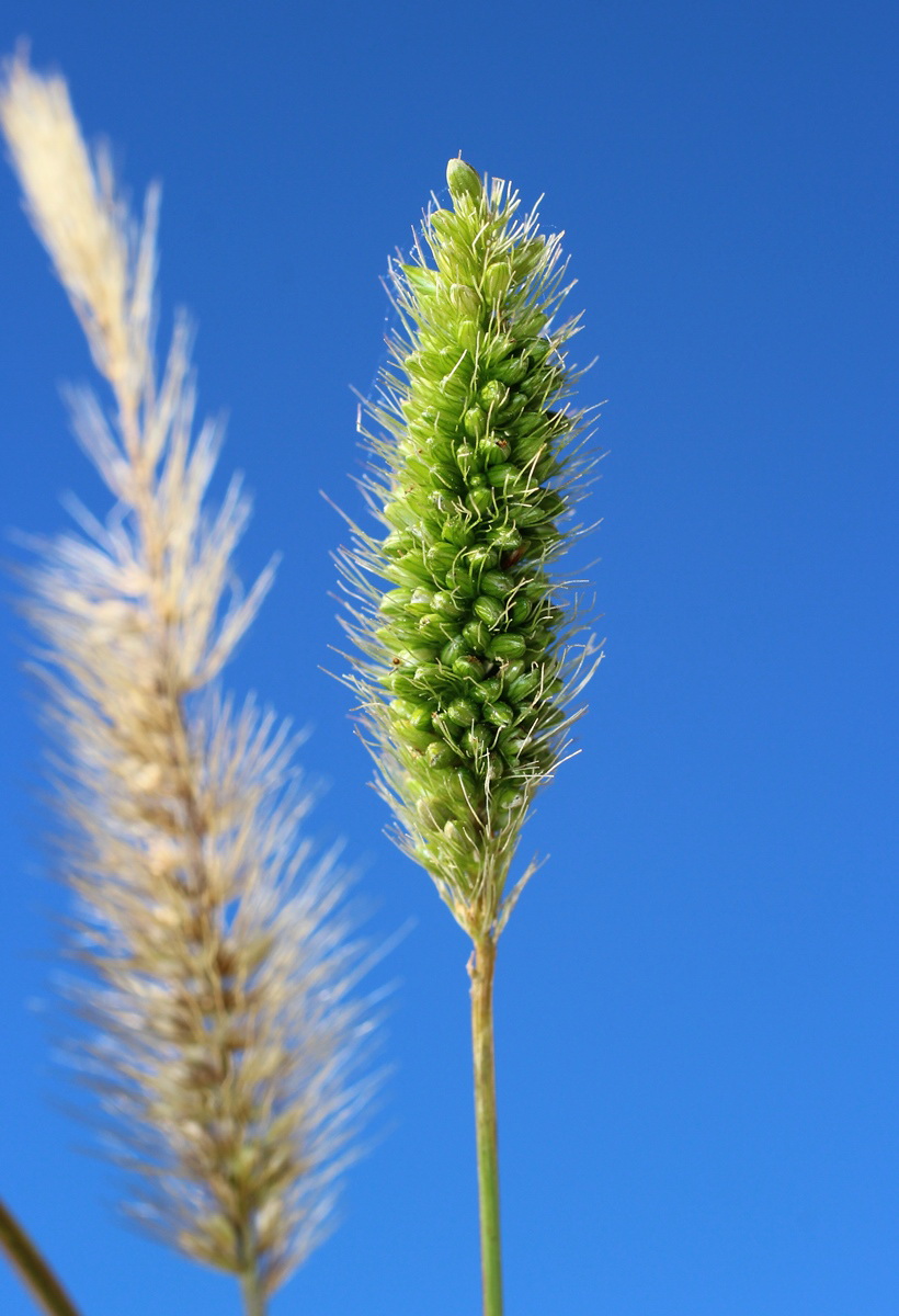 Image of Setaria viridis specimen.