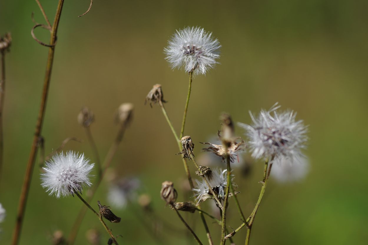 Image of Crepis tectorum specimen.