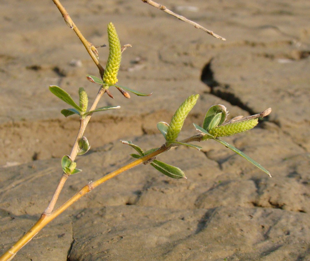 Image of Salix alba specimen.