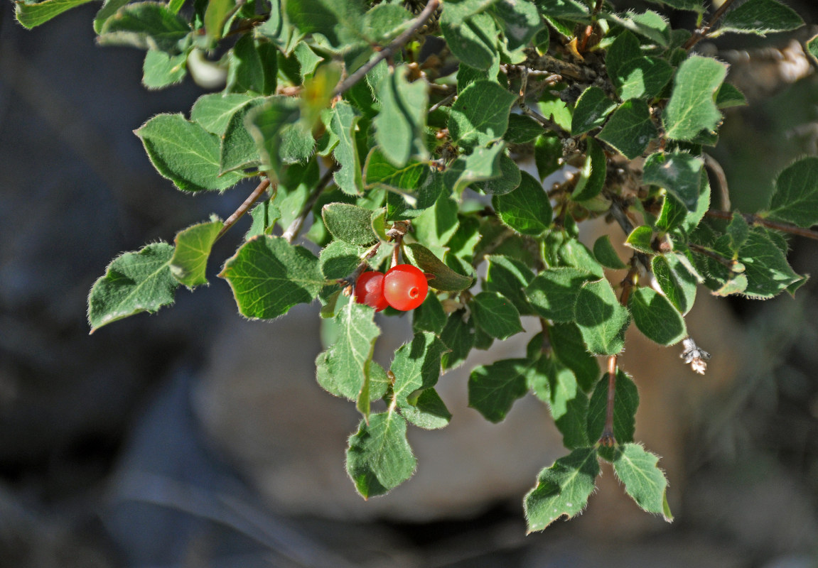 Image of Lonicera altmannii specimen.