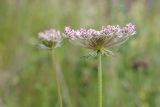 Daucus carota. Верхушка побега с соцветием. Ленинградская обл., Волосовский р-н, суходольный разнотравно-злаковый луг. 16.07.2017.