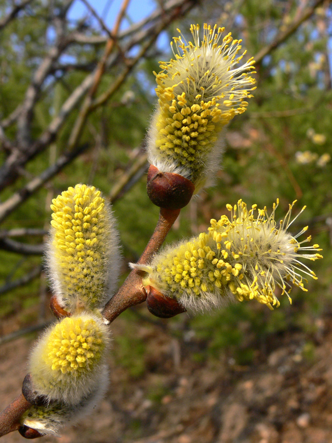 Image of Salix caprea specimen.