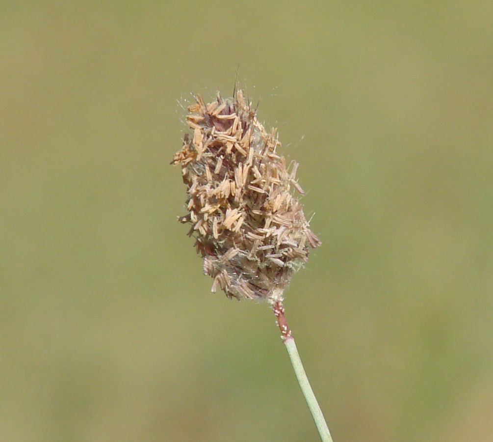 Image of Alopecurus brachystachyus specimen.