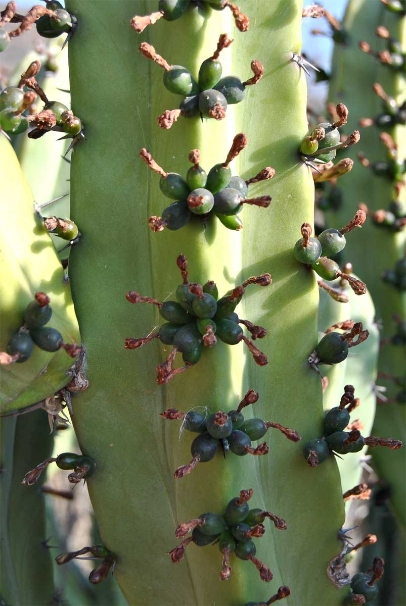 Image of Myrtillocactus geometrizans specimen.