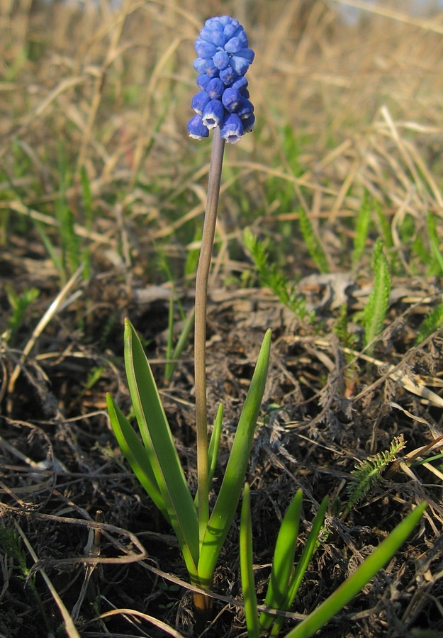 Image of Muscari aucheri specimen.