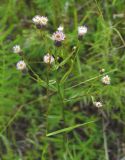 Erigeron politus. Верхушка цветущего растения. Якутия (Саха), Мирнинский р-н, пос. Светлый. 10.07.2009.