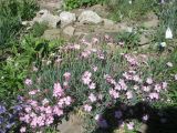 Смотреть изображение Dianthus plumarius