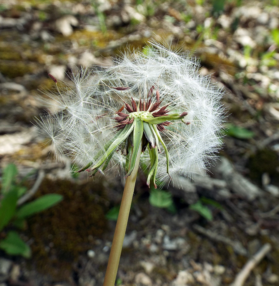 Image of Taraxacum thracicum specimen.