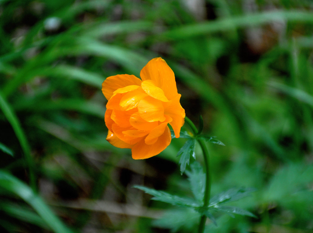 Image of Trollius asiaticus specimen.