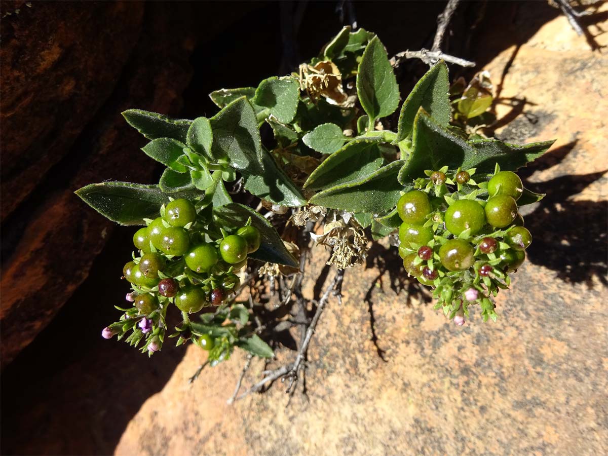 Изображение особи Teedia lucida.