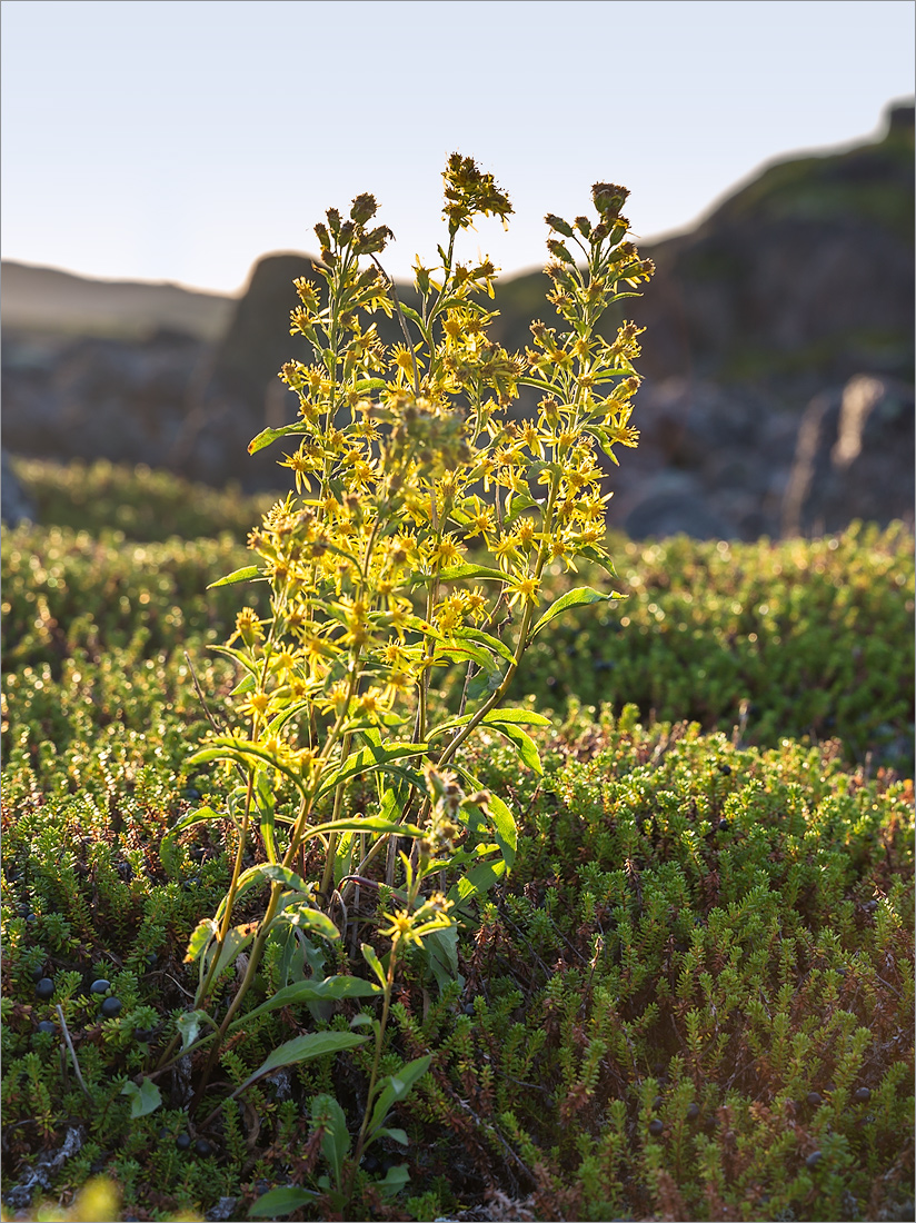 Image of Solidago virgaurea ssp. lapponica specimen.