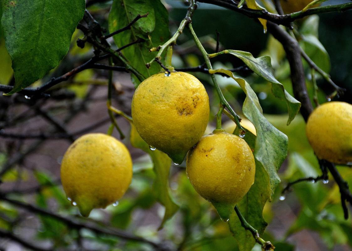 Image of Citrus limon specimen.