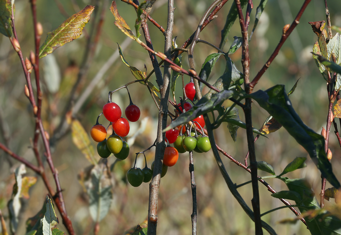 Image of Solanum dulcamara specimen.