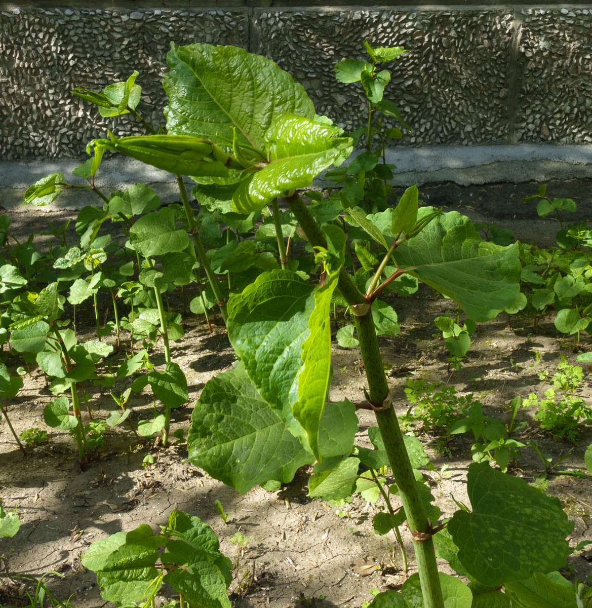 Image of Reynoutria japonica specimen.