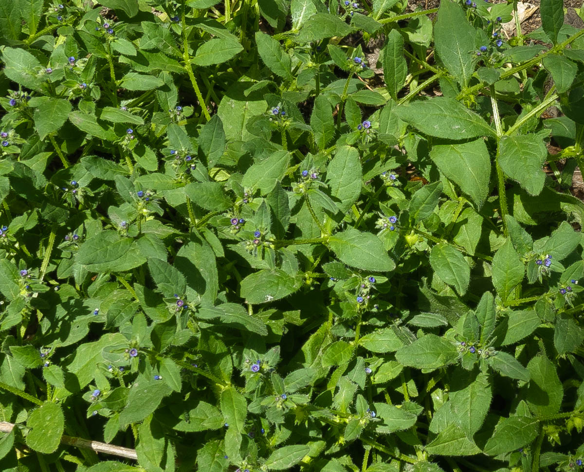 Изображение особи Asperugo procumbens.