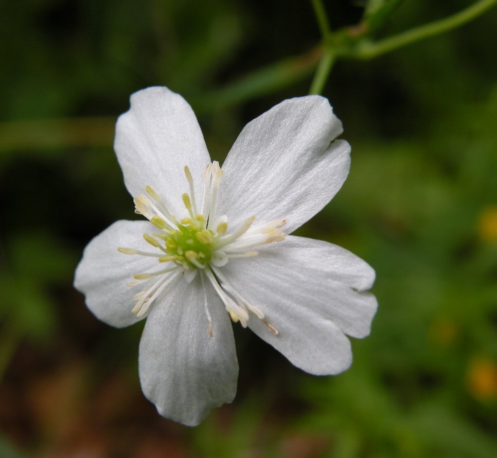 Изображение особи Ranunculus platanifolius.