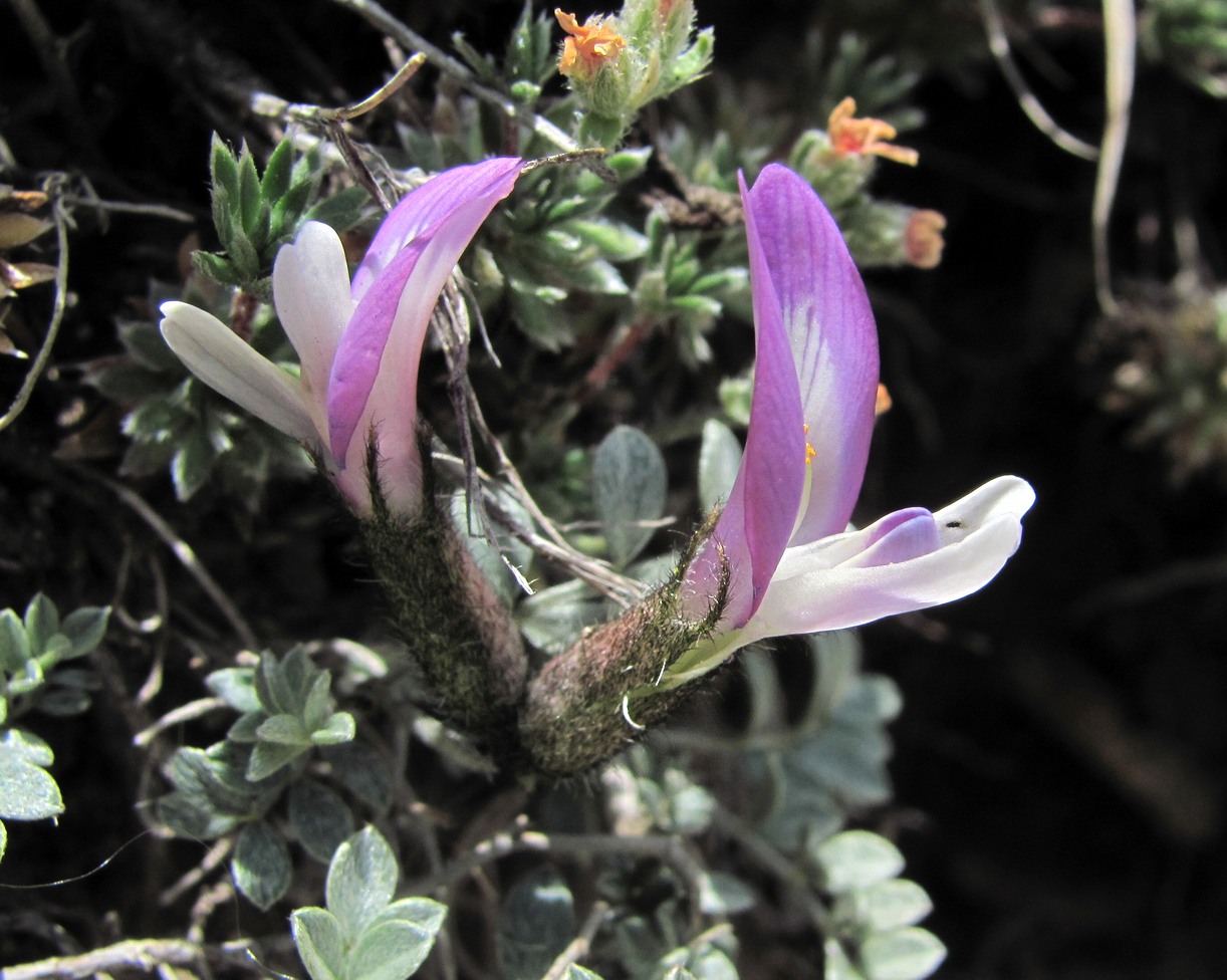 Image of Astragalus fissuralis specimen.