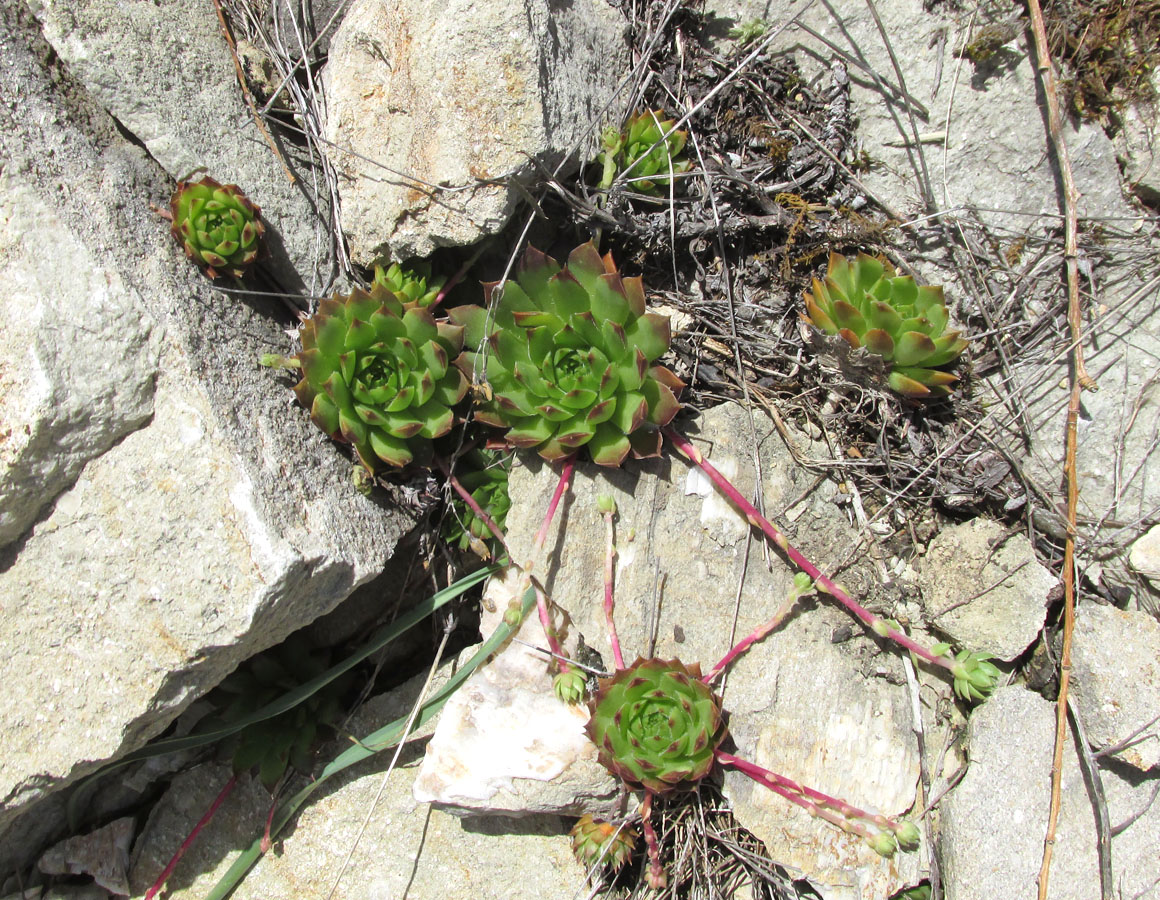 Image of Sempervivum caucasicum specimen.