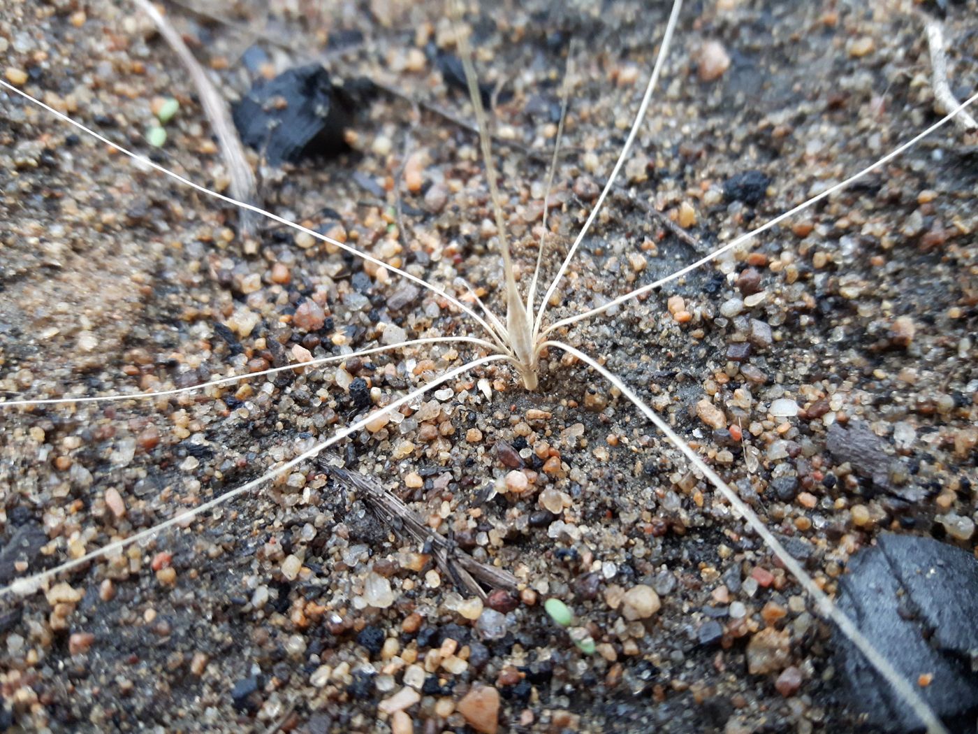 Image of Hordeum jubatum specimen.