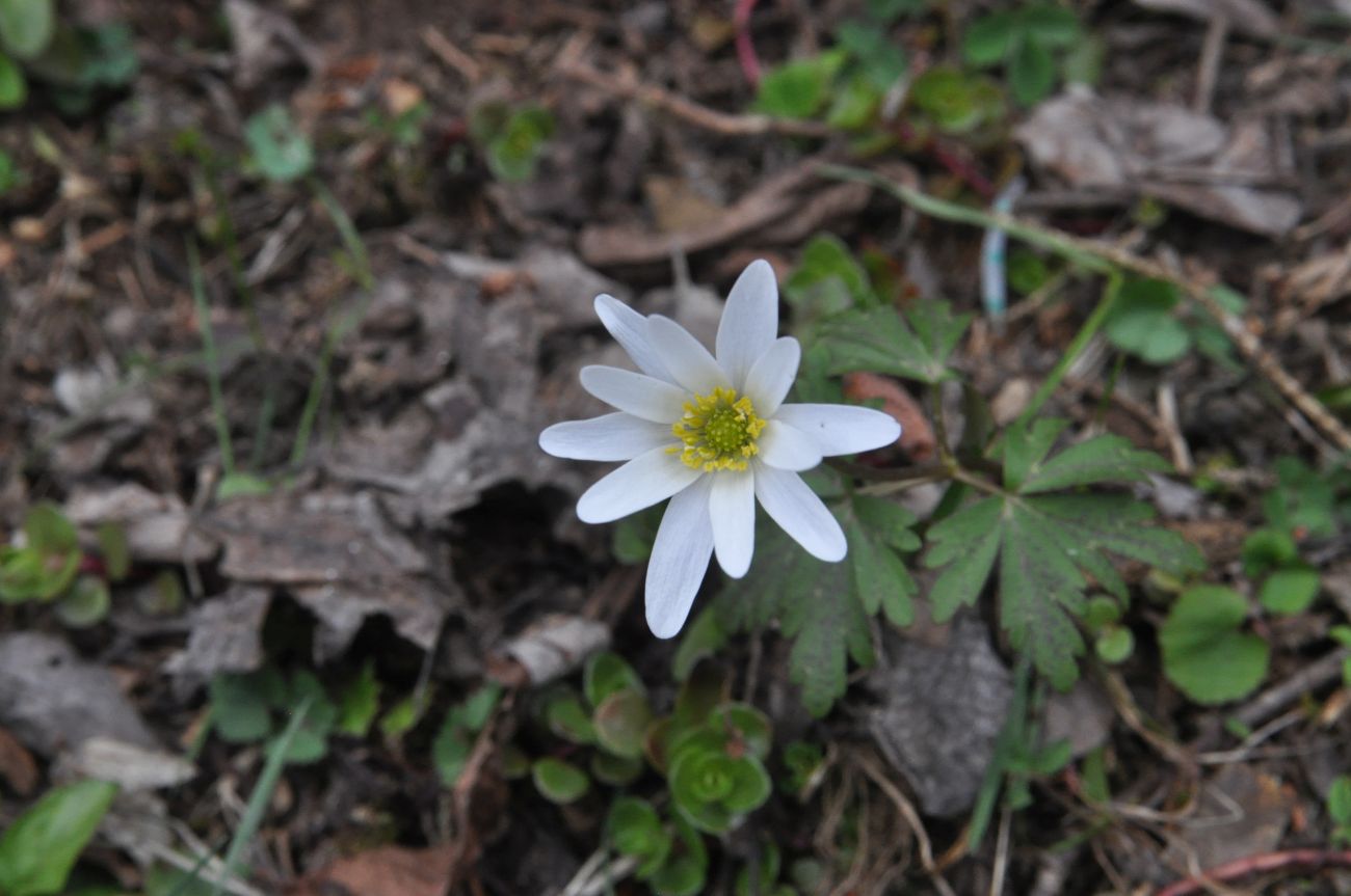 Изображение особи Anemone caucasica.