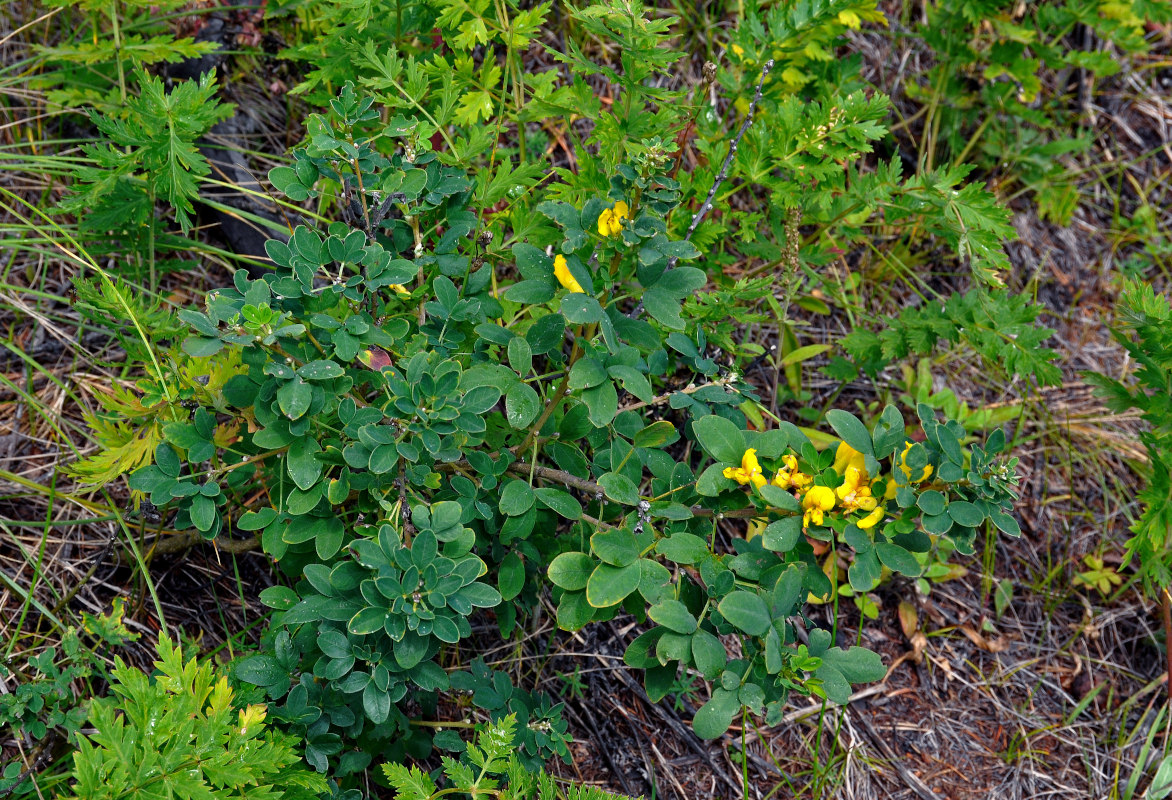 Изображение особи Chamaecytisus ruthenicus.