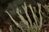 Cladonia deformis. Подеции. Карелия, Лахденпохский р-н, окр. пос. Ихала, поляна в хвойном мелколесье на каменистом склоне. 02.07.2010.