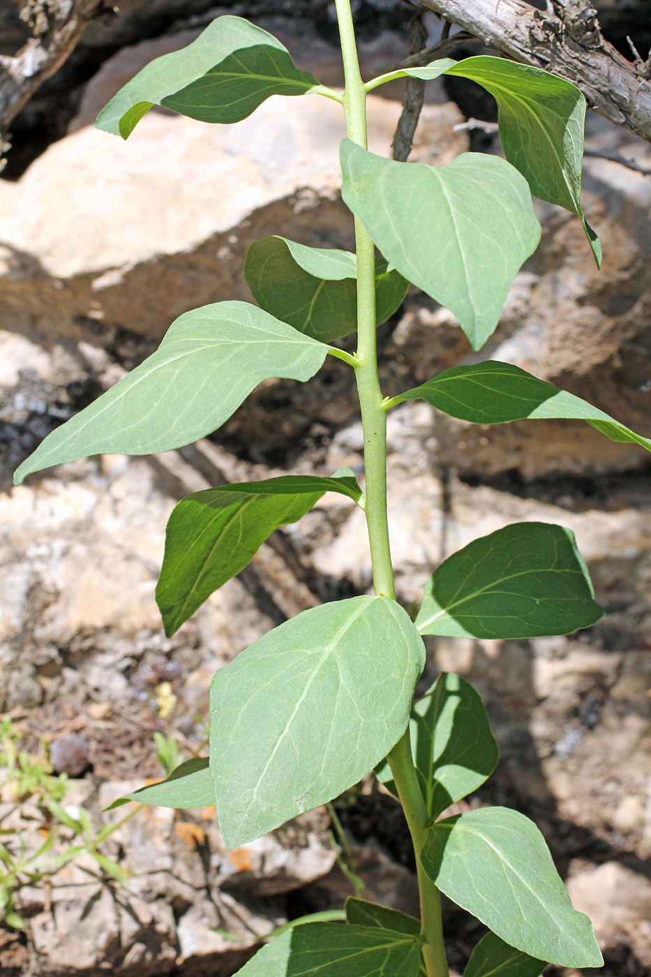 Image of genus Haplophyllum specimen.