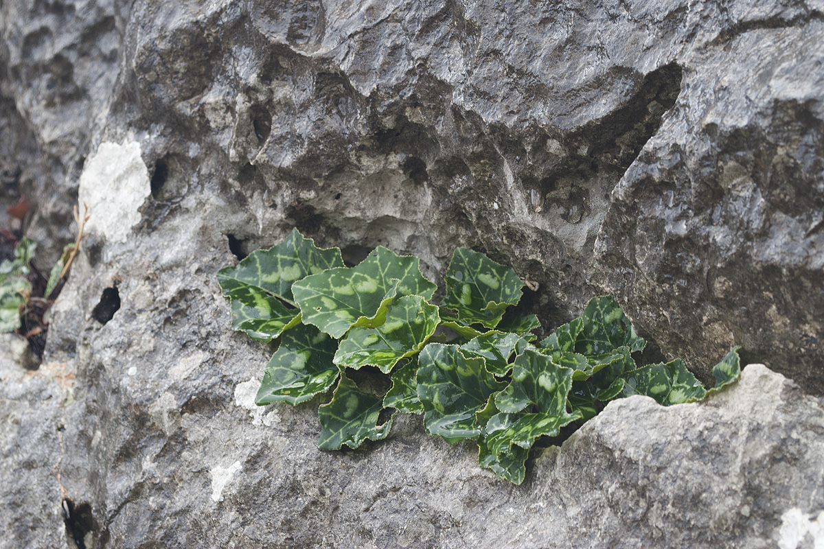 Image of Cyclamen graecum ssp. anatolicum specimen.