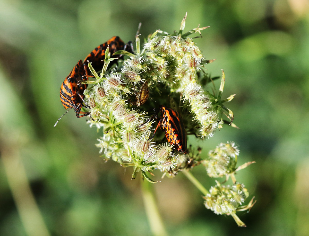 Изображение особи Daucus carota.