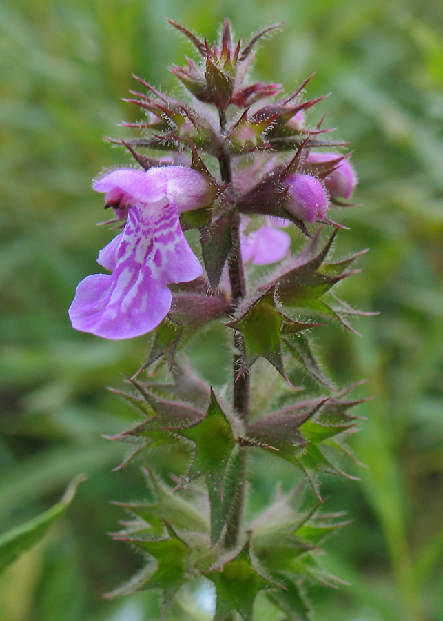 Image of Stachys palustris specimen.