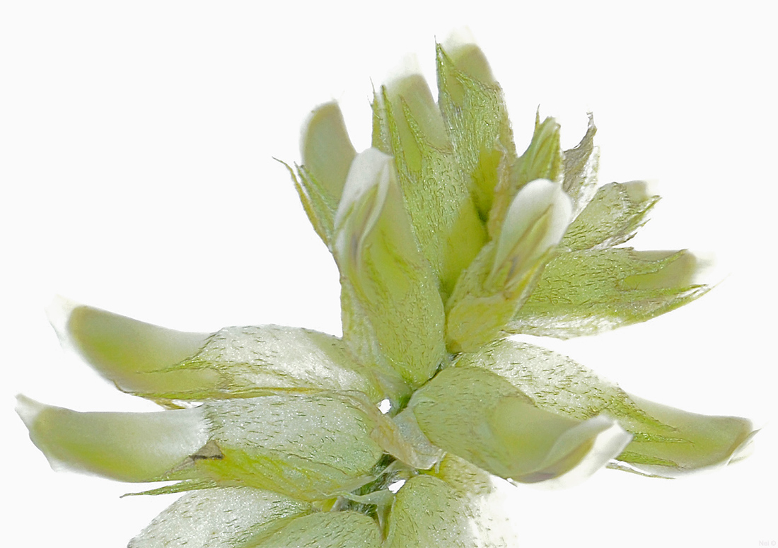 Изображение особи Astragalus uliginosus.