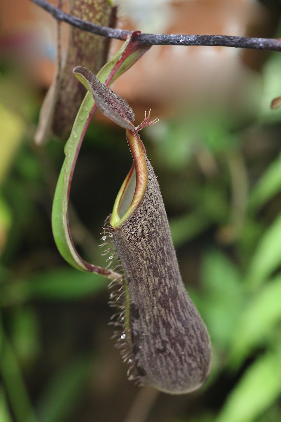 Изображение особи Nepenthes mikei.