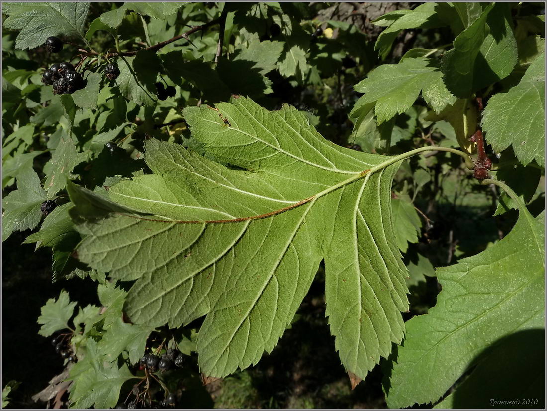 Изображение особи род Crataegus.