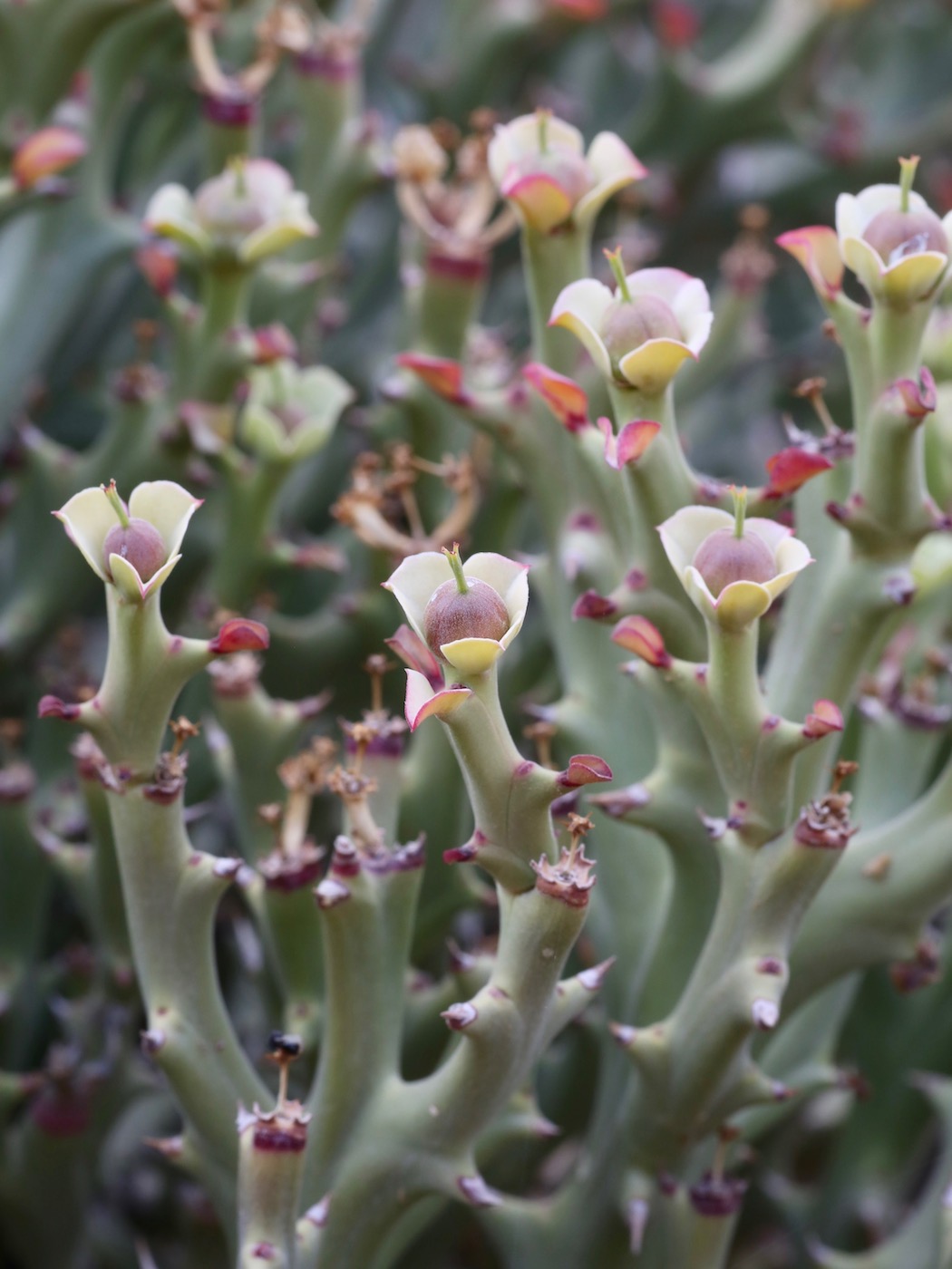 Image of Euphorbia hamata specimen.