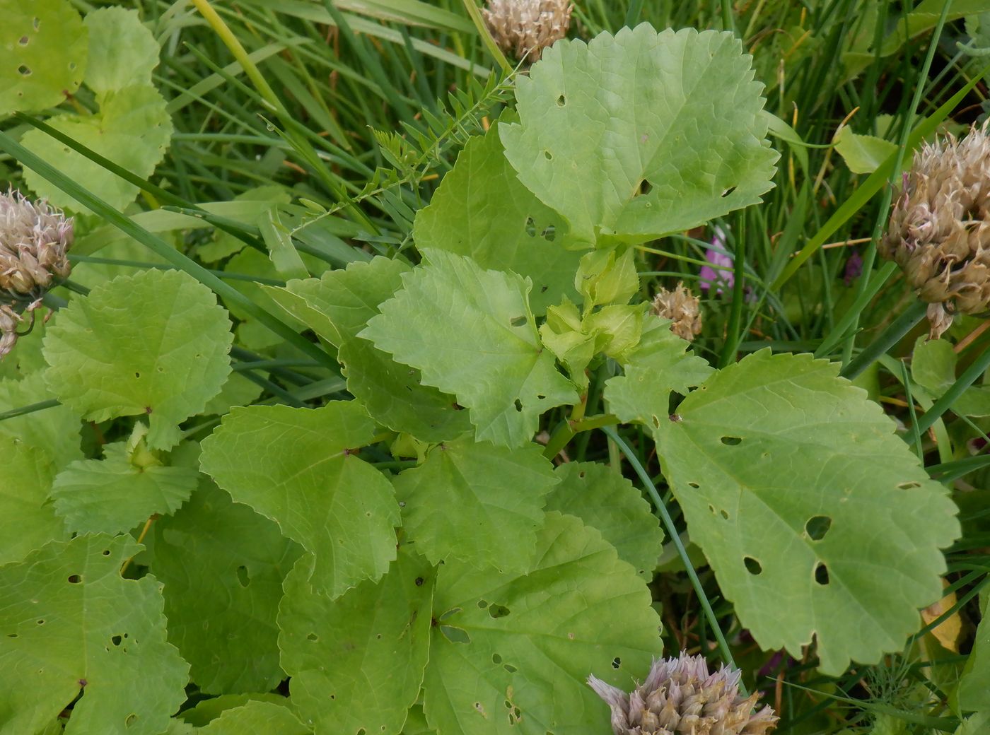 Image of Malope trifida specimen.