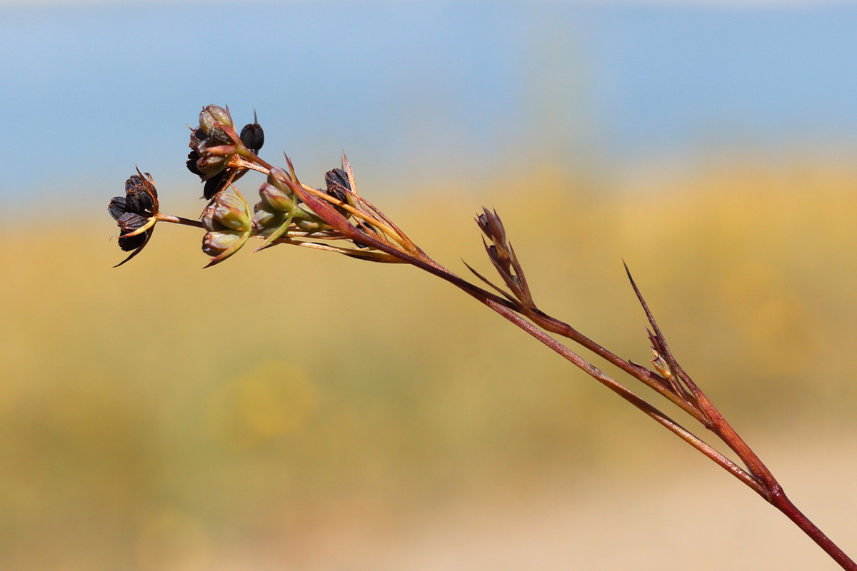 Image of Bupleurum affine specimen.