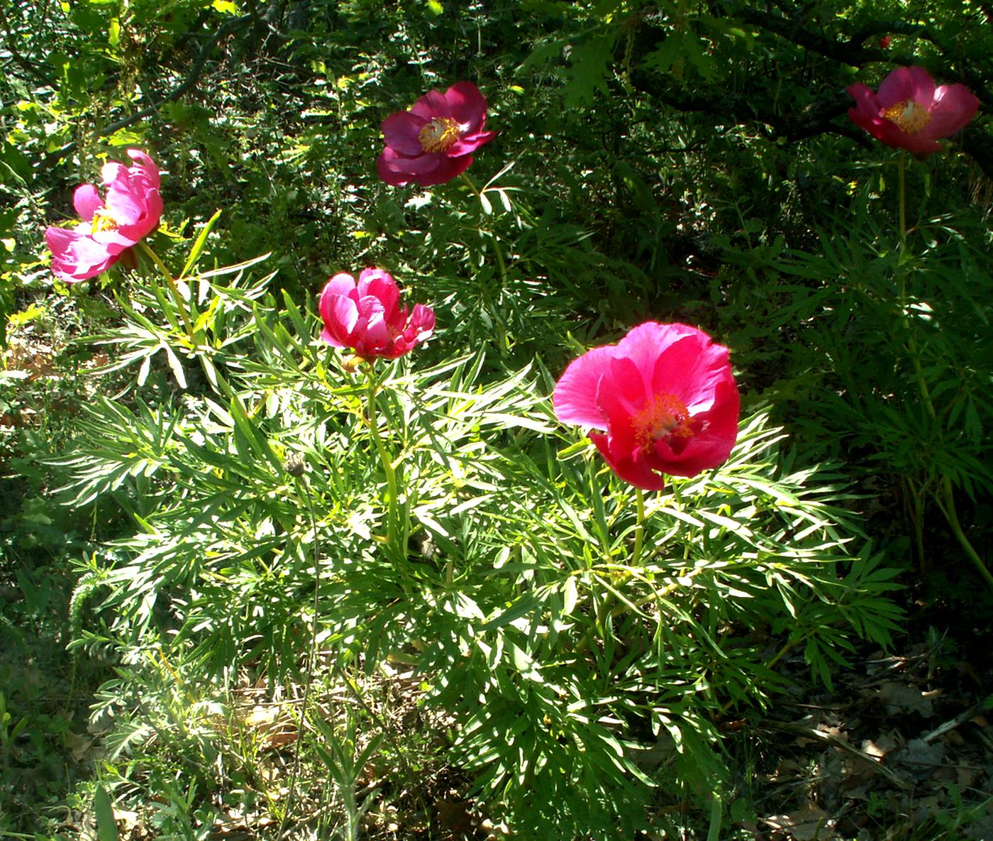 Image of Paeonia &times; maleevii specimen.