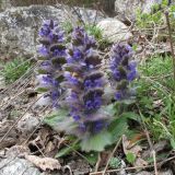 Ajuga orientalis. Цветущее растение. Карачаево-Черкесия, Зеленчукский р-н, долина р. Ходюк. 30.04.2010.