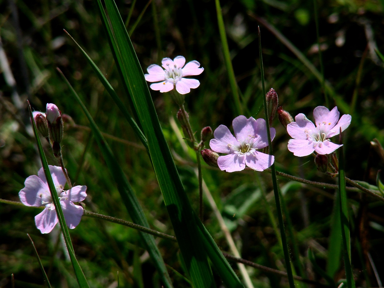 Image of Lychnis sibirica specimen.