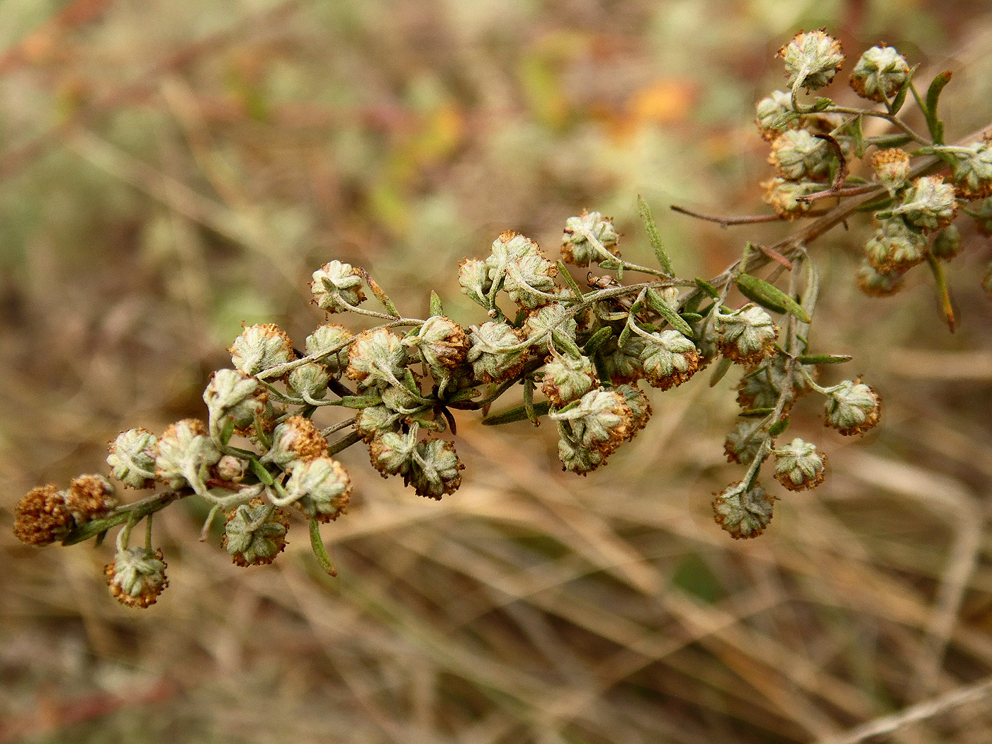 Image of Artemisia pontica specimen.