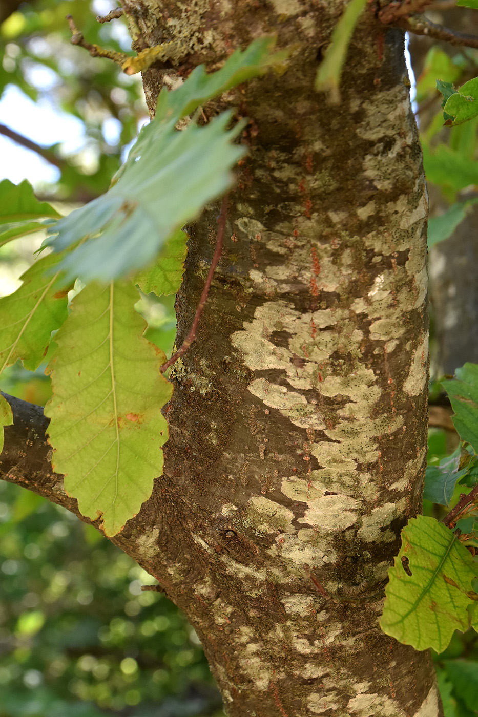 Изображение особи Quercus cerris.