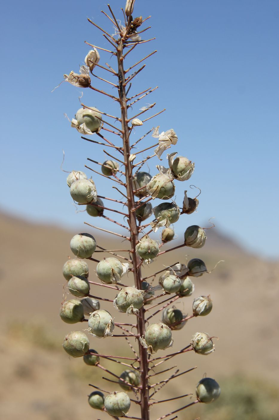 Image of Eremurus olgae specimen.