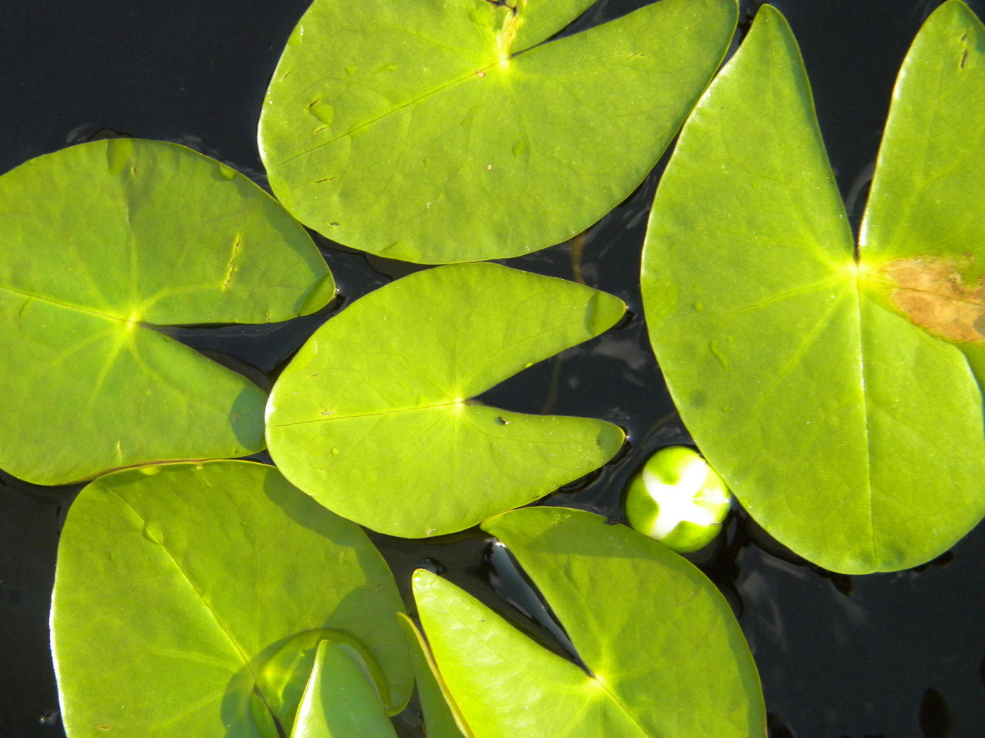 Image of Nymphaea tetragona specimen.